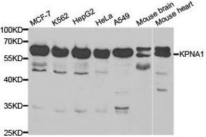 Western Blotting (WB) image for anti-Karyopherin alpha 1 (Importin alpha 5) (KPNA1) antibody (ABIN1873455) (KPNA1 Antikörper)