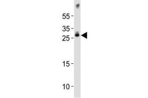 Western blot analysis of lysate from mouse brain tissue lysate using Olig1 antibody diluted at 1:1000. (OLIG1 Antikörper  (AA 161-194))