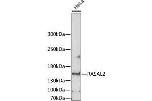Western blot analysis of extracts of HeLa cells, using RASAL2 antibody (ABIN6293773) at 1:1000 dilution. (RASAL2 Antikörper)