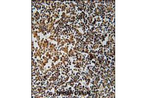 PYHIN1 Antibody immunohistochemistry analysis in formalin fixed and paraffin embedded human lymph tissue followed by peroxidase conjugation of the secondary antibody and DAB staining. (PYHIN1 Antikörper  (N-Term))