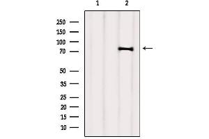 Western blot analysis of extracts from 3t3, using SEC63 Antibody. (SEC63 Antikörper  (C-Term))