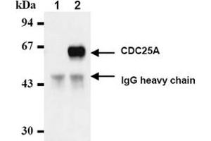 Western Blotting (WB) image for anti-Cell Division Cycle 25 Homolog A (S. Pombe) (CDC25A) antibody (ABIN487482) (CDC25A Antikörper)