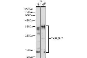 Western blot analysis of extracts of various cell lines, using TNFRSF17 antibody (ABIN7271066) at 1:500 dilution. (BCMA Antikörper  (AA 1-100))
