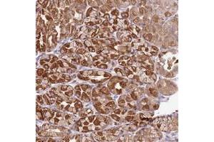 Immunohistochemical staining of human stomach with TTPAL polyclonal antibody  shows strong granular cytoplasmic positivity in glandular cells.