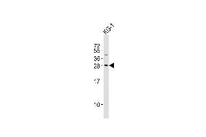 Anti-PYCRL Antibody (Center)at 1:2000 dilution + KG-1 whole cell lysates Lysates/proteins at 20 μg per lane. (PYCRL Antikörper  (AA 139-171))