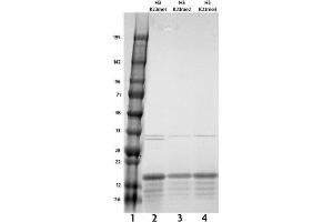 Recombinant Histone H3 monomethyl Lys23 tested by SDS-PAGE gel.