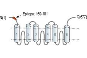 Solute Carrier Family 25 (Mitochondrial Carrier, Aralar), Member 12 (Slc25a12) peptide