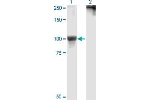 Western Blot analysis of RPS6KA5 expression in transfected 293T cell line by RPS6KA5 monoclonal antibody (M01), clone 2B11. (MSK1 Antikörper  (AA 271-370))