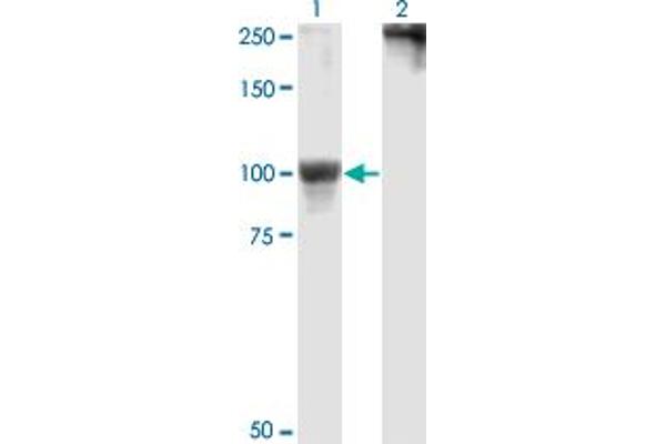 MSK1 anticorps  (AA 271-370)