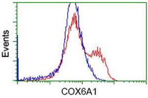 HEK293T cells transfected with either RC210485 overexpress plasmid (Red) or empty vector control plasmid (Blue) were immunostained by anti-COX6A1 antibody (ABIN2452916), and then analyzed by flow cytometry. (COX6A1 Antikörper)