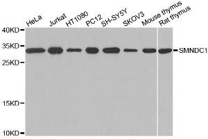 Western blot analysis of extracts of various cell lines, using SMNDC1 antibody (ABIN1874874) at 1:1000 dilution. (SMNDC1 Antikörper)