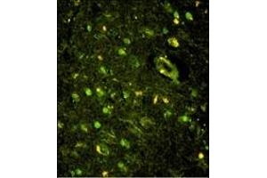 Immunofluorescence analysis of KHSRP Antibody (N-term) with paraffin-embedded human brain tissue. (KHSRP Antikörper  (N-Term))