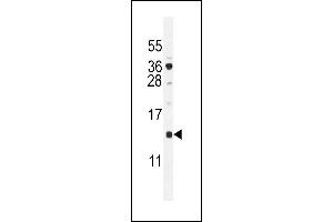 SFT2D2 Antibody (N-term) (ABIN655101 and ABIN2844733) western blot analysis in  cell line lysates (35 μg/lane).
