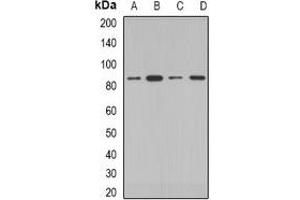 Western blot analysis of COG2 expression in HepG2 (A), MCF7 (B), mouse kidney (C), rat testis (D) whole cell lysates.