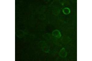 Image no. 1 for anti-DDDDK Tag (C-Term) antibody (ABIN296895) (DDDDK Tag Antikörper  (C-Term))