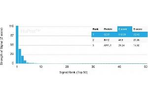 Analysis of Protein Array containing more than 19,000 full-length human proteins using CD31 Mouse Monoclonal Antibody (PECAM1/3528) Z- and S- Score: The Z-score represents the strength of a signal that a monoclonal antibody (Monoclonal Antibody) (in combination with a fluorescently-tagged anti-IgG secondary antibody) produces when binding to a particular protein on the HuProtTM array. (CD31 Antikörper  (AA 625-738))