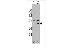 Image no. 1 for anti-WNT Inhibitory Factor 1 (WIF1) (N-Term) antibody (ABIN357860) (WIF1 Antikörper  (N-Term))