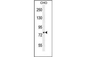 Western blot analysis of DEF Antibody (N-term) in CHO cell line lysates (35ug/lane). (C11ORF58 Antikörper  (N-Term))