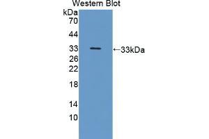 Western blot analysis of the recombinant protein. (NRP2 Antikörper  (AA 231-490))
