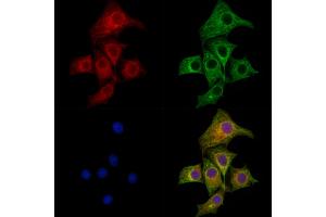 ABIN6257751 and ABIN6275177 staining HepG2 cells by IF/ICC.