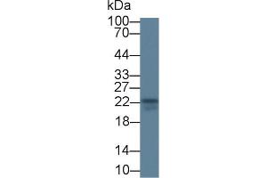 Western blot analysis of Cow Thymus lysate, using Cow IL18 Antibody (3 µg/ml) and HRP-conjugated Goat Anti-Mouse antibody (