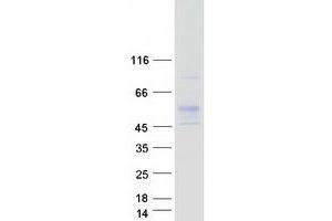 Western Blotting (WB) image for RGM Domain Family, Member A (RGMA) protein (Myc-DYKDDDDK Tag) (ABIN2730805)