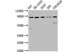 SLC26A4 Antikörper  (AA 592-655)