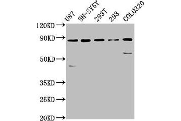SLC26A4 antibody  (AA 592-655)