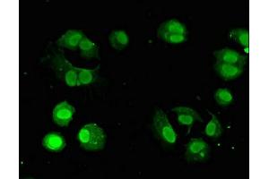 Immunofluorescence (IF) image for anti-Guanine Nucleotide Binding Protein (G Protein), Q Polypeptide (GNAQ) (AA 1-359) antibody (ABIN7154703)