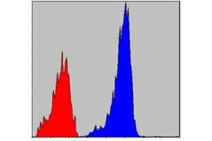 Flow cytometric analysis of NIH/3T3 cells using SMAD2 monoclonal antobody, clone 5G7  (blue) and negative control (red).