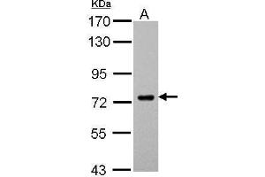 WB Image Sample (30 ug of whole cell lysate) A: THP-1 7. (SAMHD1 Antikörper  (Center))