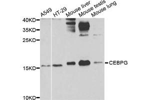 Western blot analysis of extracts of various cell lines, using CEBPG antibody (ABIN5974381) at 1/1000 dilution. (CEBPG Antikörper)