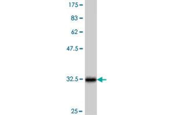 HBG1 antibody  (AA 44-106)