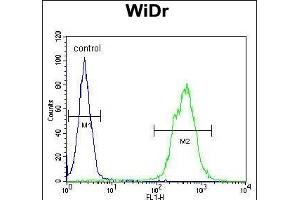 TOX3 Antibody (Center) (ABIN651009 and ABIN2840037) flow cytometric analysis of WiDr cells (right histogram) compared to a negative control cell (left histogram). (TOX3 Antikörper  (AA 214-242))