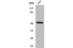 Western Blot analysis of COS7 cells using Cytokeratin 15 Polyclonal Antibody (KRT15 Antikörper  (N-Term))