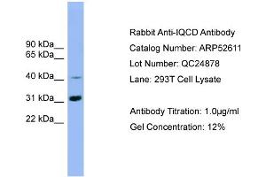 WB Suggested Anti-IQCD  Antibody Titration: 0. (IQCD Antikörper  (Middle Region))