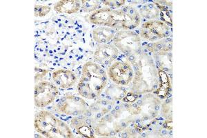 Immunohistochemistry of paraffin-embedded rat kidney using TNFAIP6 antibody (ABIN5975410) at dilution of 1/100 (40x lens). (TNFAIP6 Antikörper)