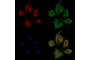 ABIN7094336 and ABIN7098383 staining HepG2 cells by IF/ICC.