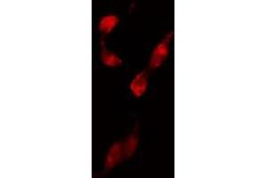 ABIN6274210 staining 293 cells by IF/ICC. (NFYB Antikörper  (N-Term))