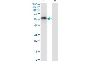 Western Blot analysis of SPP1 expression in transfected 293T cell line by SPP1 monoclonal antibody (M17), clone 3G6. (Osteopontin Antikörper  (AA 21-129))