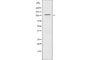 Western blot analysis of extracts from HUVEC cells using RIN3 antibody.