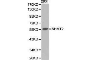 Western Blotting (WB) image for anti-serine Hydroxymethyltransferase 2 (Mitochondrial) (SHMT2) antibody (ABIN1874777)