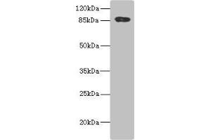 ADAM28 antibody  (AA 199-440)