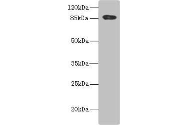 ADAM28 antibody  (AA 199-440)