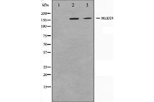 Western blot analysis on A549 and HuvEc cell lysate using MED24 Antibody,The lane on the left is treated with the antigen-specific peptide. (MED24 Antikörper  (C-Term))