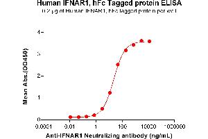 ELISA image for Interferon alpha/beta Receptor 1 (IFNAR1) (AA 28-436) protein (Fc Tag) (ABIN7491022)