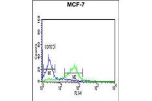 Flow cytometric analysis of MCF-7 cells (right histogram) compared to a negative control cell (left histogram). (CENPN Antikörper  (C-Term))