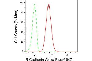 Flow cytometric analysis of R Cadherin expression in C2C12 cells using R Cadherin antibody (ABIN7797822), 1:2,000). (Rekombinanter Cadherin 4 Antikörper)