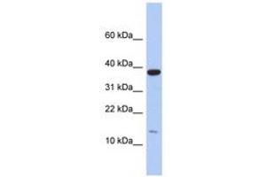 Image no. 1 for anti-Ribosomal Protein L27 (RPL27) (C-Term) antibody (ABIN6743982) (RPL27 Antikörper  (C-Term))