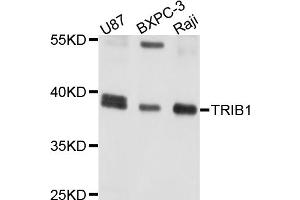 Western blot analysis of extracts of various cell lines, using TRIB1 antibody. (TRIB1 Antikörper)